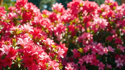 Obraz premium A lush cluster of vibrant pink blossoms in full bloom, their delicate petals unfurling with effortless grace, creating a vibrant tapestry of color and life.