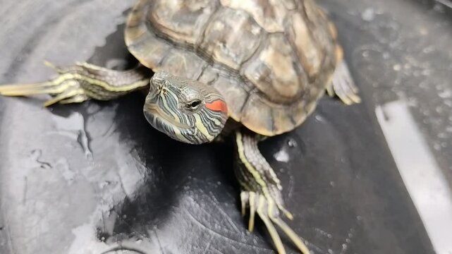 Brazilian tortoise affected by mineral deposits on its back. This condition is caused by a buildup of minerals in the turtle's shell
