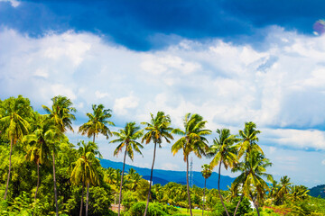 Fototapeta premium Beautiful landscape with mountains, coconut trees and blue sky. Yercaud hill station, Tamil Nadu, India
