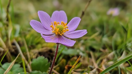 Fototapeta premium Delicate Purple Wildflower Blooming In Grass