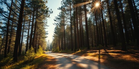Obraz premium A sunlit path winds through a dense forest, sunlight streams through the tall trees casting long shadows on the forest floor