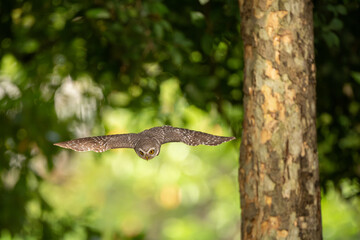 Collared Owlet  in the rain forest