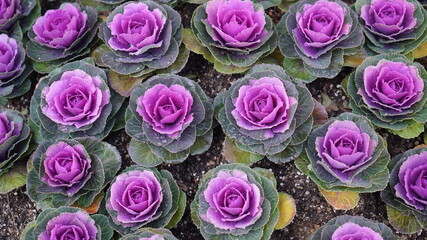 flowering cabbage, ornamental cabbage