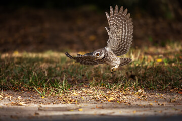 Collared Owlet  in the rain forest