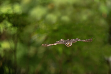 Collared Owlet  in the rain forest