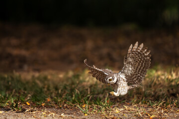 Collared Owlet  in the rain forest