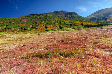 大雪山旭岳登山 裾合平のチングルマ　紅葉の日本百名山　北海道の絶景