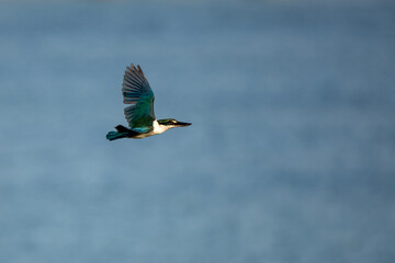 Obraz premium Collared kingfisher in mangrove forest in Thailand