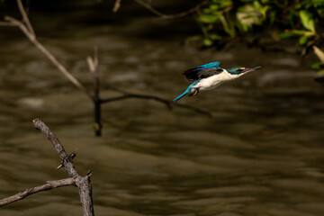 Collared kingfisher in mangrove forest in Thailand