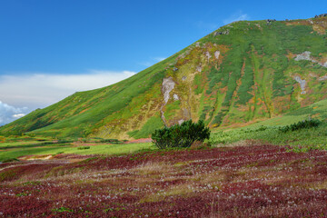 Fototapeta premium 大雪山旭岳登山 裾合平のチングルマ 紅葉の日本百名山 北海道の絶景