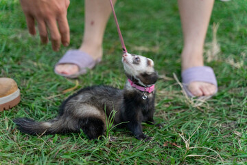 A lively ferret frolics joyfully across a vibrant green lawn, its fluffy fur shimmering under the soft sunlight. With its playful demeanor and curious eyes