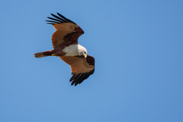  brahminy kite  are carry the fish over the sky