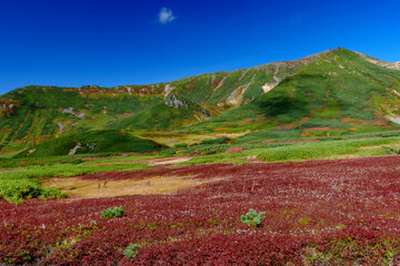 Fototapeta premium 大雪山旭岳登山 裾合平のチングルマ 紅葉の日本百名山 北海道の絶景