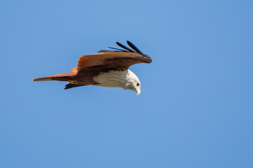 brahminy kite  are carry the fish over the sky