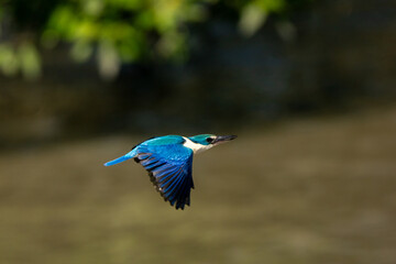 Collared kingfisher in mangrove forest in Thailand