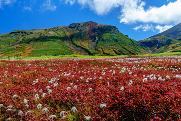 大雪山旭岳登山 裾合平のチングルマ　紅葉の日本百名山　北海道の絶景