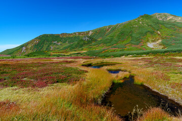 Obraz premium 大雪山旭岳登山 裾合平のチングルマ 紅葉の日本百名山 北海道の絶景