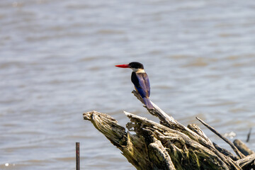 Black-capped kingfisher at mangrove forest in Thailand