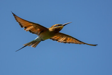 Chestnut Headed Bee Eater standing on branch of tree,