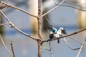 Collared kingfisher in mangrove forest in Thailand