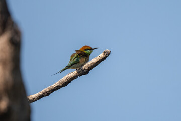 Chestnut Headed Bee Eater standing on branch of tree,
