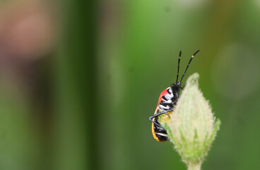 harlequin bettle on a flower bug