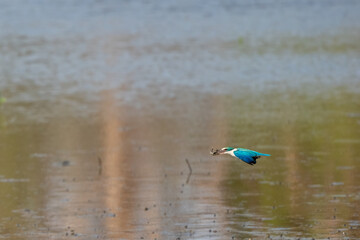 Collared kingfisher in mangrove forest in Thailand