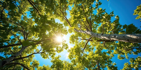 Fototapeta premium A vibrant canopy of green leaves reaching towards the sun, creating a natural, sun-drenched scene in the clear blue sky