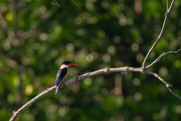 Black-capped kingfisher at mangrove forest in Thailand