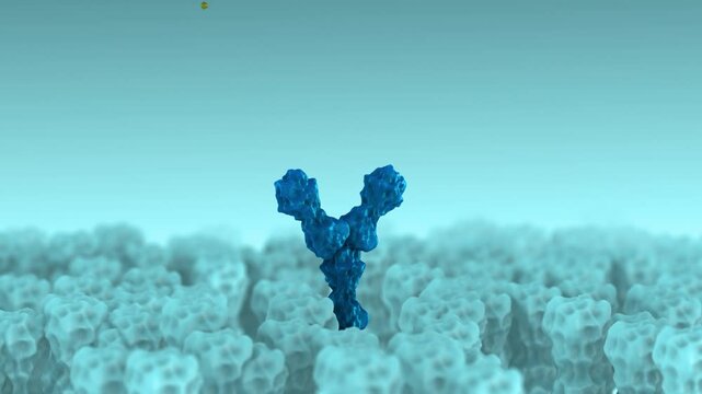 Receptor Binding by Antibodies Regulating Cellular Activity