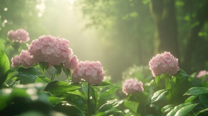 Soft Pink Hydrangeas Blooming in Misty Green Forest Light
