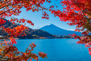 Colorful Autumn Season and Mountain Fuji with morning fog and Red Maple Leaves in autumn at lake Kawaguchiko is one of the best places in Japan, Travel.