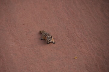 Portrait of chipmunk standing on the rock