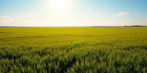 Obraz premium A Vast Expanse of Lush Green Grass Under a Clear Blue Sky with a Few Fluffy White Clouds