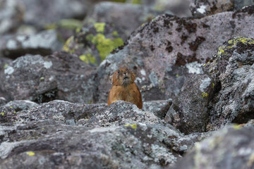 エゾナキウサギ　北海道の癒される可愛い動物