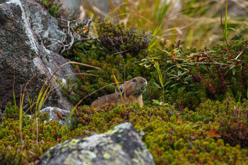 エゾナキウサギ　北海道の癒される可愛い動物