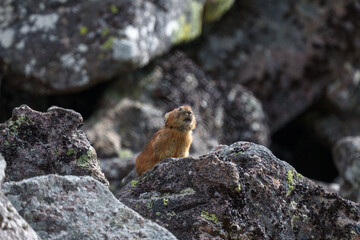 エゾナキウサギ　北海道の癒される可愛い動物