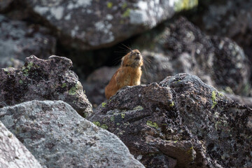 エゾナキウサギ　北海道の癒される可愛い動物