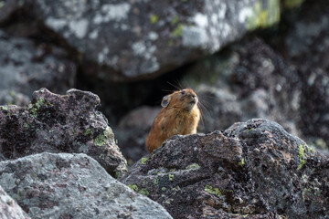 エゾナキウサギ　北海道の癒される可愛い動物