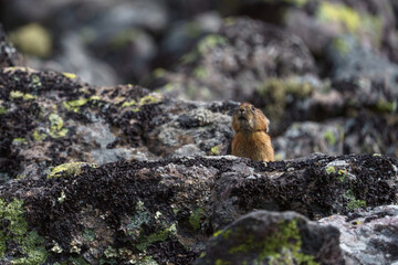 エゾナキウサギ　北海道の癒される可愛い動物