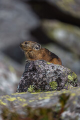 エゾナキウサギ　北海道の癒される可愛い動物