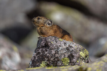 エゾナキウサギ　北海道の癒される可愛い動物