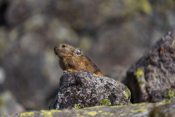 エゾナキウサギ　北海道の癒される可愛い動物