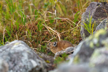 エゾナキウサギ　北海道の癒される可愛い動物