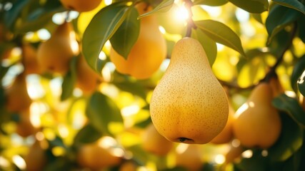 Golden Pears Ripening in the Warm Sun, Their Skin Glowing with a Soft, Warm Light
