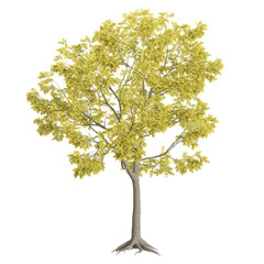 3d illustration of Acacia Tree isolated on transparent Canvas