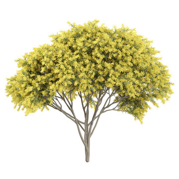 3d illustration of Common Rabbitbrush tree isolated on transparent Canvas