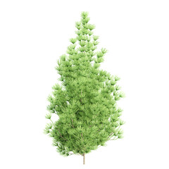 3d illustration of coniferous tree isolated on transparent canvas