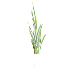 3d illustration of Dracaena trifasciata plant isolated on transparent canvas