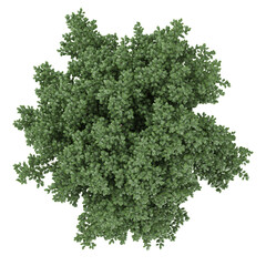 Obraz premium 3d illustration of Plinia Cauliflora plants isolated on transparent Canvas from top view